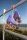 Rollschuhe Moxi Beach Bunny Periwinkle